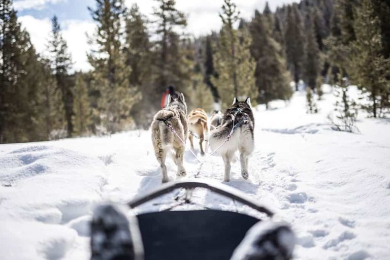 yellowstone dogsledding at lone mountain ranch in big sky montana - ami sayer real estate