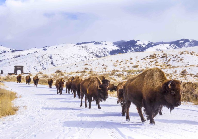 snowy bison in yellowstone montana during the winter - ami sayer real estate